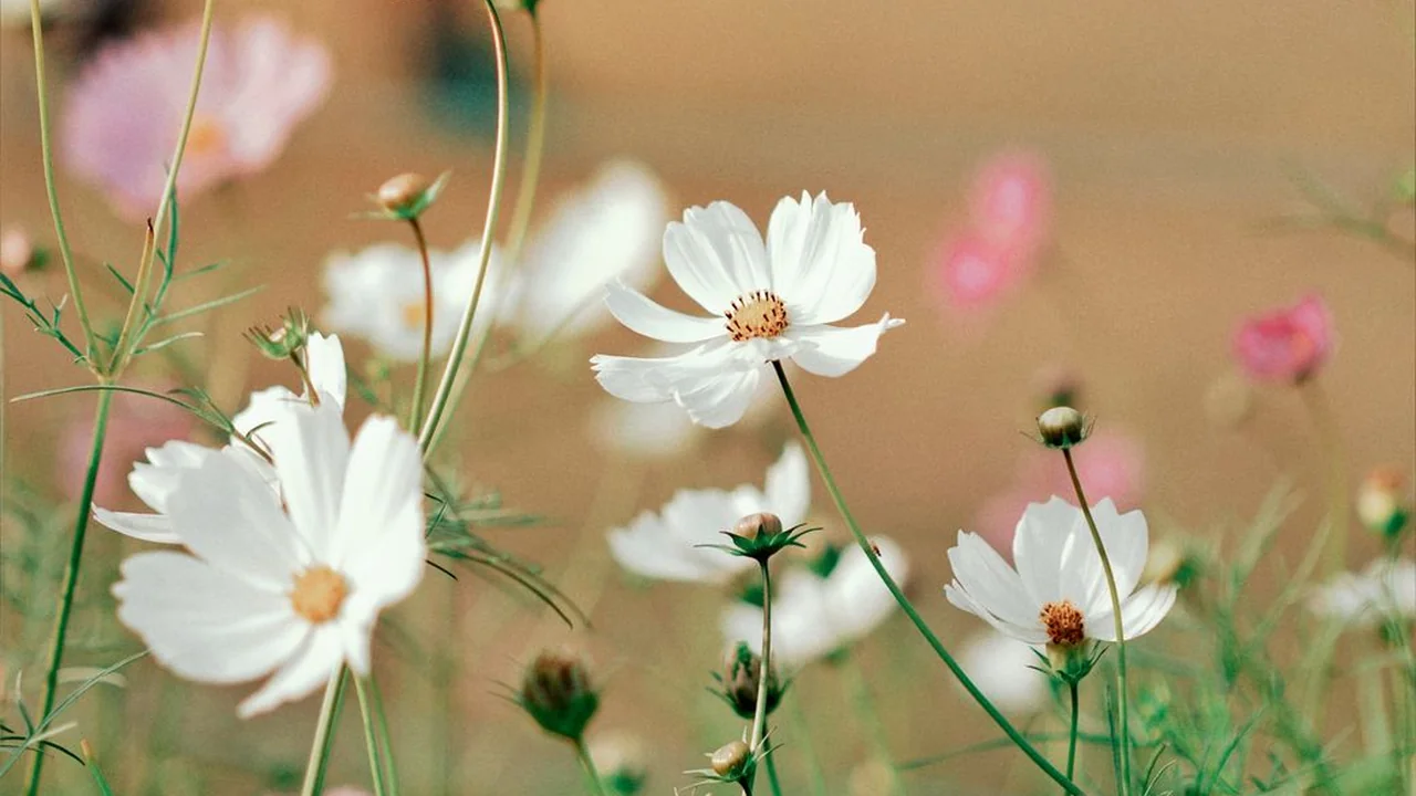 陈雅玲头像